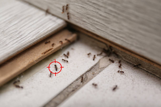 Pest Control Cost in Melody Hill, IN